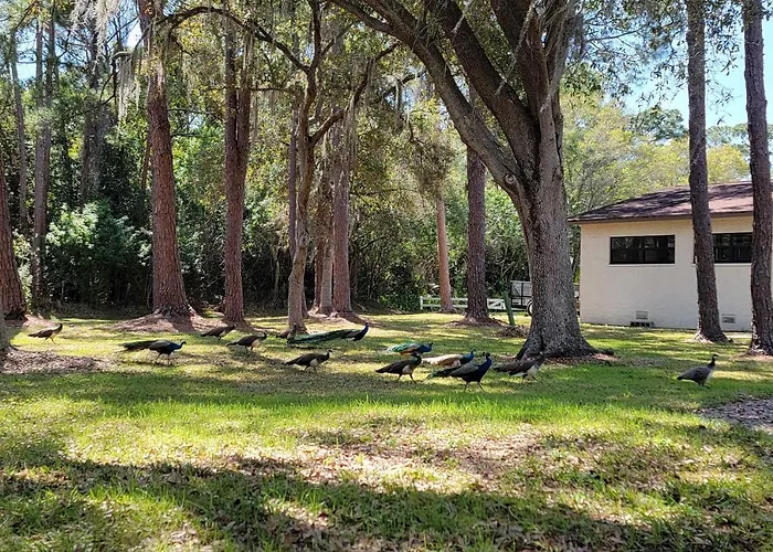 Largo Home + Outdoor Oasis: 'The Peacock Farm'