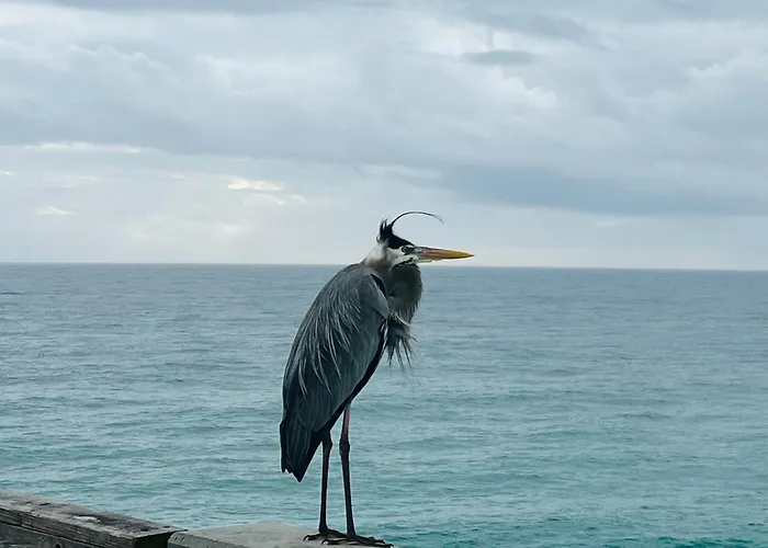 La Seaesta