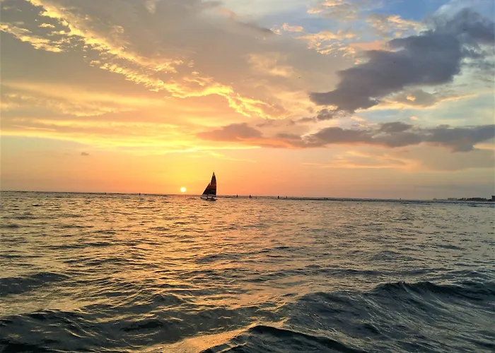 Siesta Key Palms